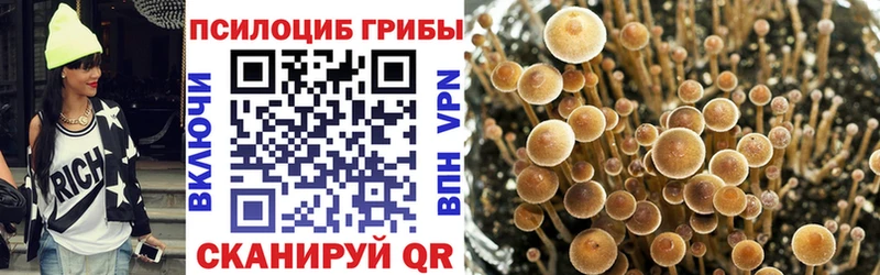 даркнет сайт  Вышний Волочёк  Галлюциногенные грибы Psilocybe 